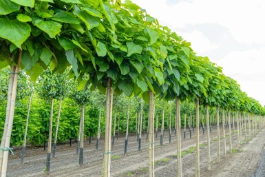 Catalpa bignonioides 'Nana' hochstamm 8/10 180cm Stamm