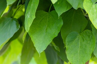 Catalpa bignonioides 'Nana' hochstamm 8/10 180cm Stamm