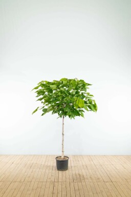 Catalpa bignonioides 'Nana' halbstamm 6/8 120cm Stamm