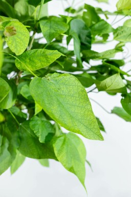 Catalpa bignonioides 'Nana' halbstamm 6/8 120cm Stamm