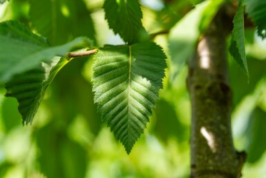 Celtis australis