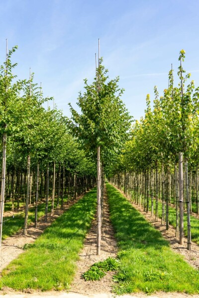 Celtis australis hochstamm 14/16