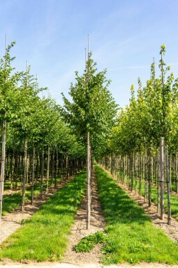 Celtis australis hochstamm