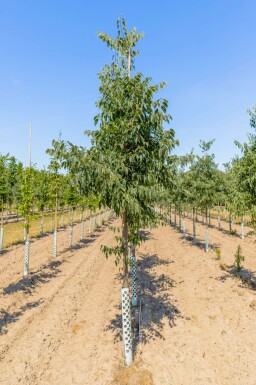 Celtis australis hochstamm