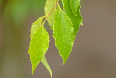 Celtis australis hochstamm 14/16