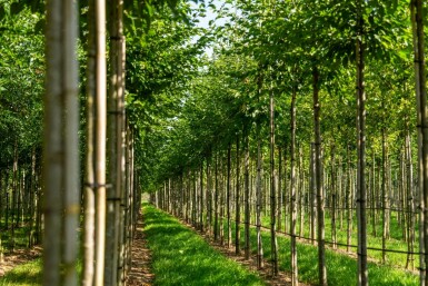 Celtis australis hochstamm 14/16