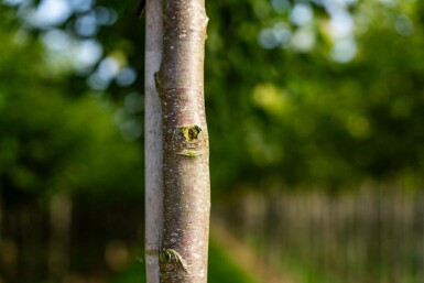 Celtis australis hochstamm 14/16