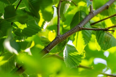 Celtis australis hochstamm 14/16