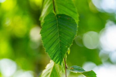 Celtis australis hochstamm 14/16