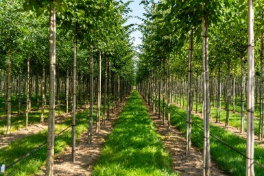 Celtis australis hochstamm 14/16