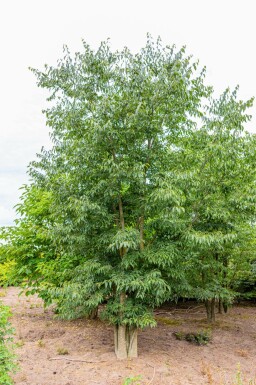 Celtis australis mehrstämmig