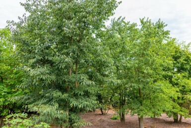 Celtis australis mehrstämmig