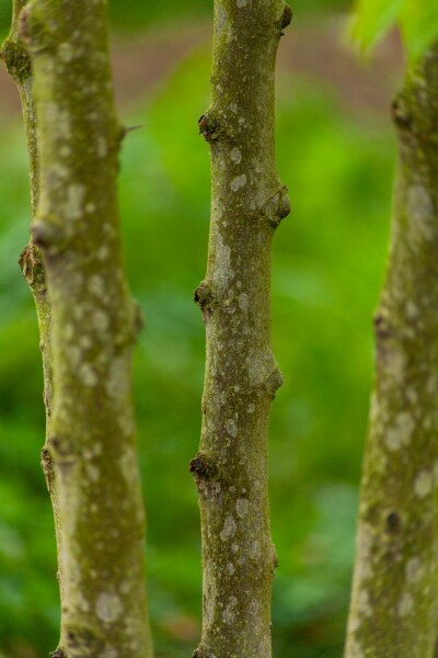 Celtis occidentalis