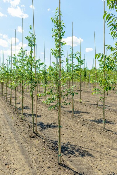 Celtis occidentalis hochstamm 10/12