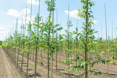 Celtis occidentalis hochstamm 10/12