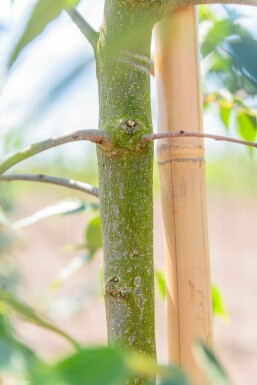 Celtis occidentalis hochstamm 10/12