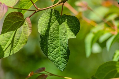 Cercidiphyllum japonicum