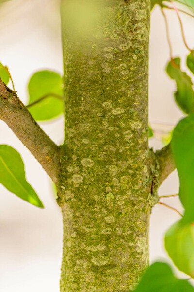 Cercidiphyllum japonicum