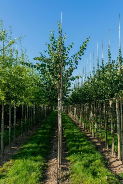 Cercidiphyllum japonicum hochstamm 10/12