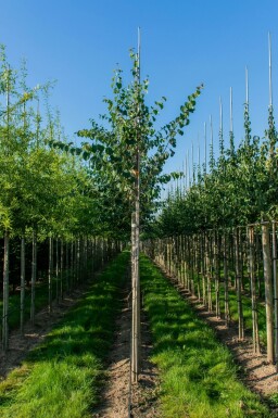 Cercidiphyllum japonicum hochstamm