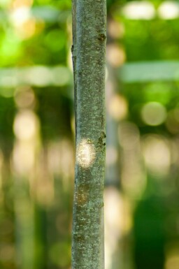 Cercidiphyllum japonicum hochstamm 10/12