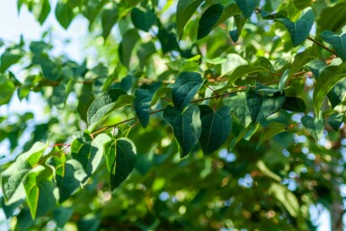 Cercidiphyllum japonicum hochstamm 10/12