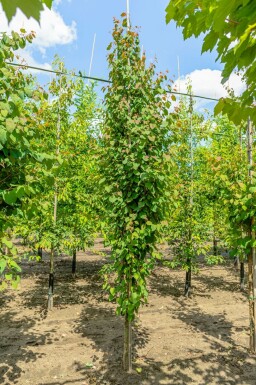 Cercidiphyllum japonicum stammbusch