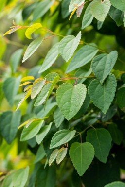 Cercidiphyllum japonicum stammbusch 6-8