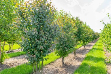 Cercidiphyllum japonicum mehrstämmig