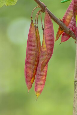 Cercis canadensis hochstamm 10/12