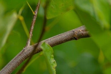 Cercis canadensis hochstamm 10/12