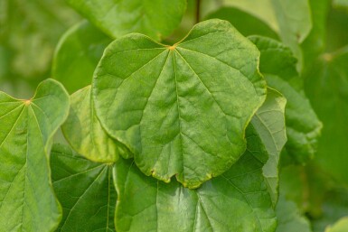 Cercis canadensis hochstamm 10/12