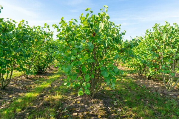 Cercis canadensis mehrstämmig 200-250