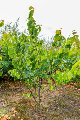 Cercis canadensis mehrstämmig