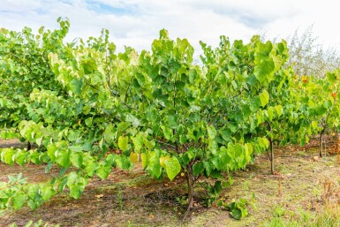 Cercis canadensis mehrstämmig 200-250