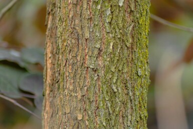 Cercis canadensis mehrstämmig 200-250