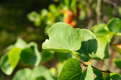 Cercis canadensis mehrstämmig 200-250