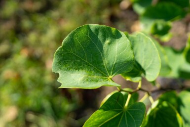 Cercis canadensis mehrstämmig 200-250