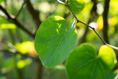 Cercis canadensis mehrstämmig 200-250