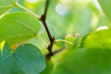 Cercis canadensis mehrstämmig 200-250