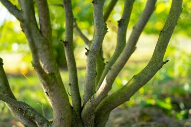 Cercis canadensis mehrstämmig 200-250