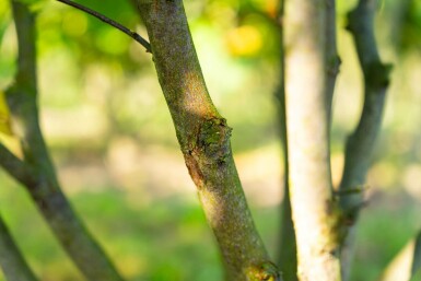 Cercis canadensis mehrstämmig 200-250