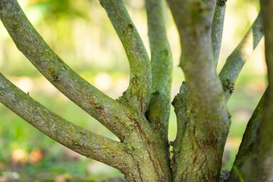 Cercis canadensis mehrstämmig 200-250