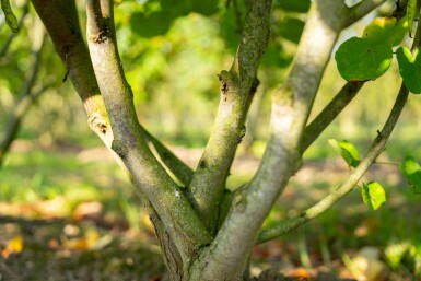 Cercis canadensis mehrstämmig 200-250