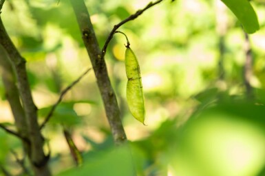 Cercis canadensis mehrstämmig 200-250