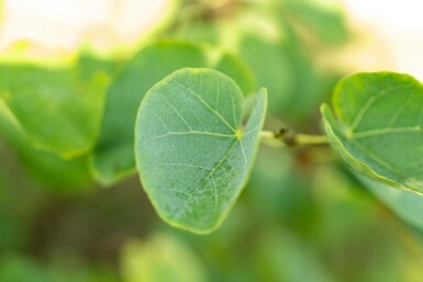 Cercis canadensis mehrstämmig 200-250