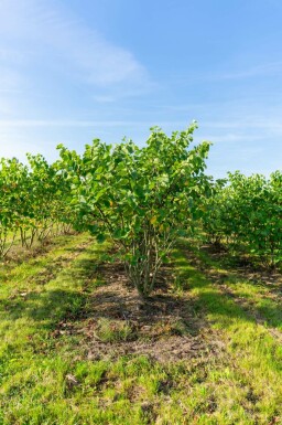 Cercis canadensis mehrstämmig 200-250