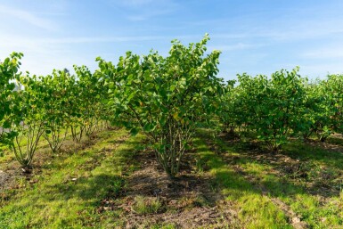 Cercis canadensis mehrstämmig 200-250