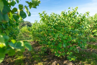 Cercis canadensis mehrstämmig 200-250