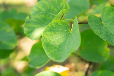 Cercis canadensis mehrstämmig 200-250